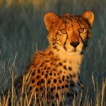 7 Days Tanzania Wildebeest Migration