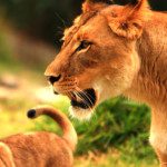 6 Days Best of South Tanzania Trip