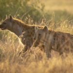 6 Days Wildlife and Gorilla Trip
