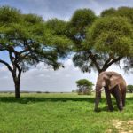 5 Days Tarangire, Serengeti & Maasai Cultural