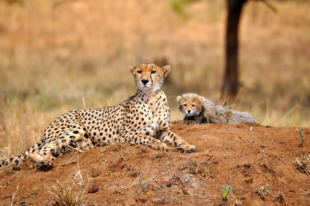 7-Day Northern Tanzania Safari