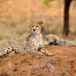 7-Day Northern Tanzania Safari