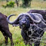 Kenya wildlife safari 12 Days