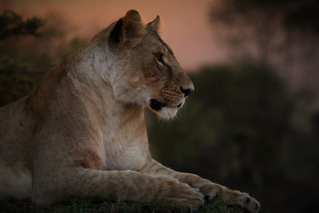 3 Days Wildlife and Cultural Masai Mara safari