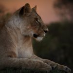 3 Days Wildlife and Cultural Masai Mara safari