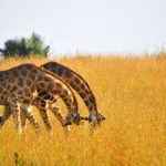 4 Days Kidepo Valley Safari