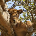 6 Days Uganda Primates and Wildlife Safari