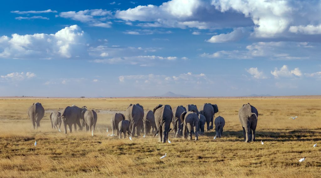 5 Days Masai Mara safari