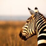 13 Days Luxury Kenya Wildlife and Beach Safari