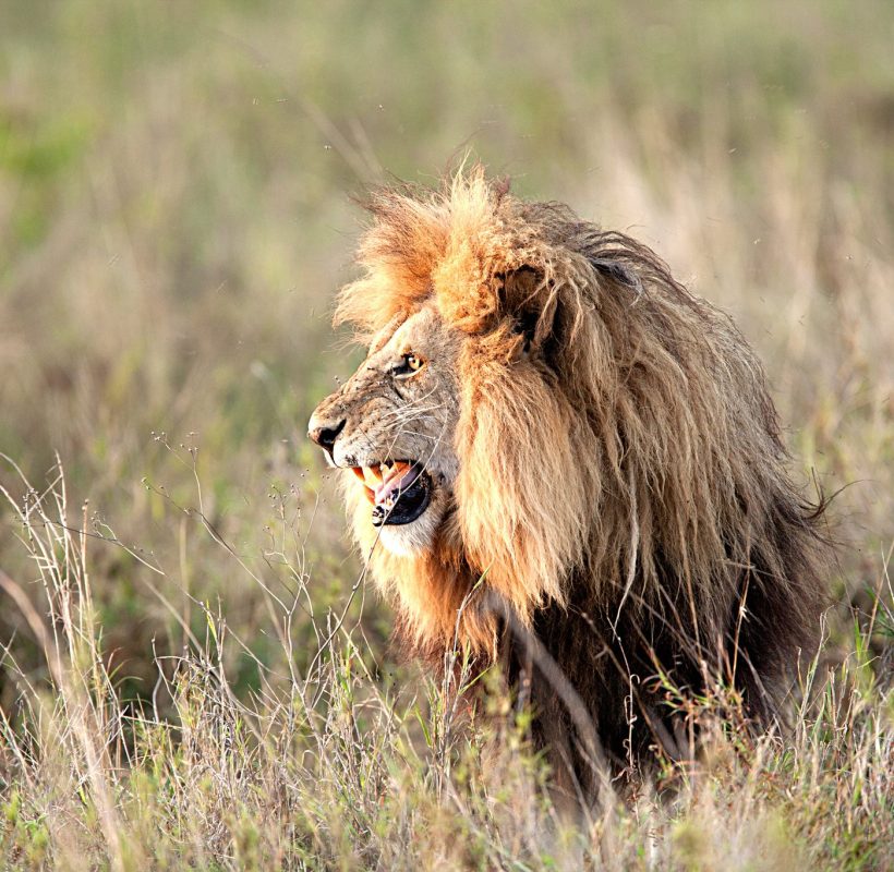 Tanzania Safari Tours - Serengeti National Park